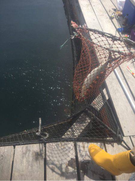 釣り堀水宝 釣果