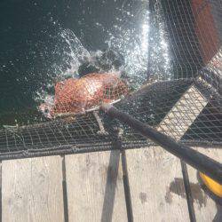 釣り堀水宝 釣果