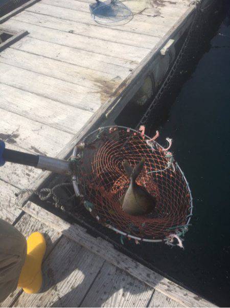 釣り堀水宝 釣果