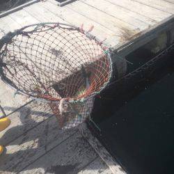 釣り堀水宝 釣果