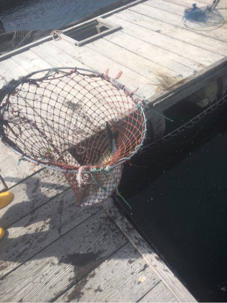 釣り堀水宝 釣果