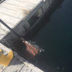 釣り堀水宝 釣果