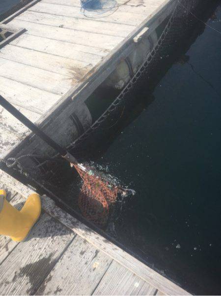 釣り堀水宝 釣果