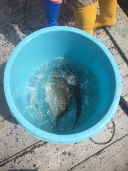 釣り堀水宝 釣果