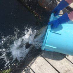 釣り堀水宝 釣果