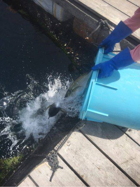 釣り堀水宝 釣果