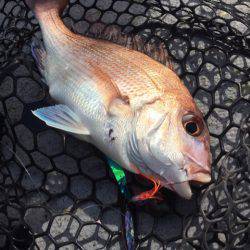 第二 海洋丸 釣果