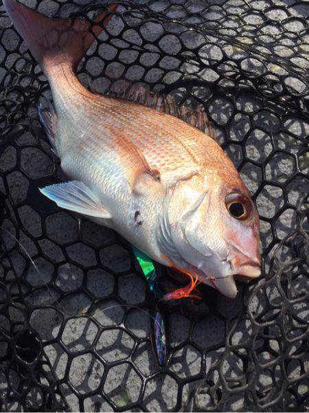 第二 海洋丸 釣果