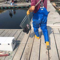 釣り堀水宝 釣果