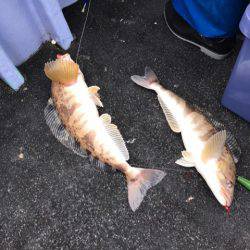 第二 つれたか丸 釣果