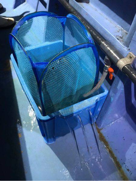 ヤザワ渡船 釣果