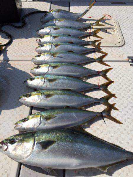 ビッグファイター 釣果