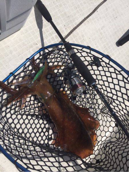 「LaGooN」蒼陽丸 日和号 釣果