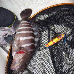 「LaGooN」蒼陽丸 日和号　 釣果