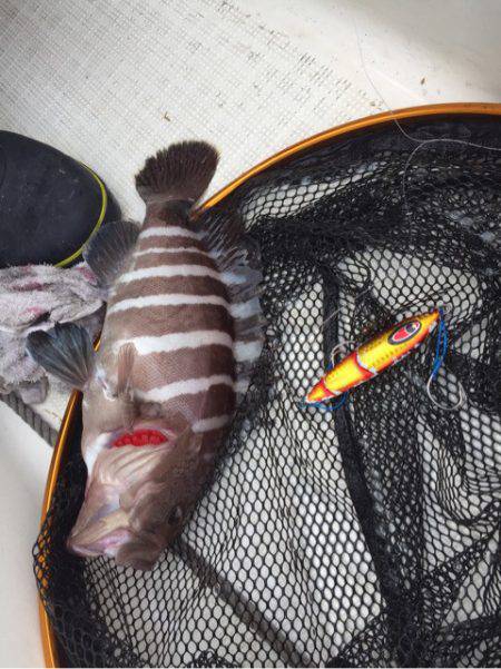 「LaGooN」蒼陽丸 日和号　 釣果