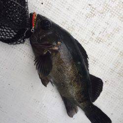 「LaGooN」蒼陽丸 日和号　 釣果