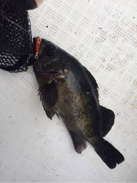 「LaGooN」蒼陽丸 日和号　 釣果