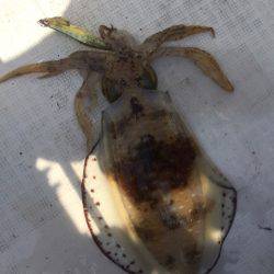 「LaGooN」蒼陽丸 日和号 釣果