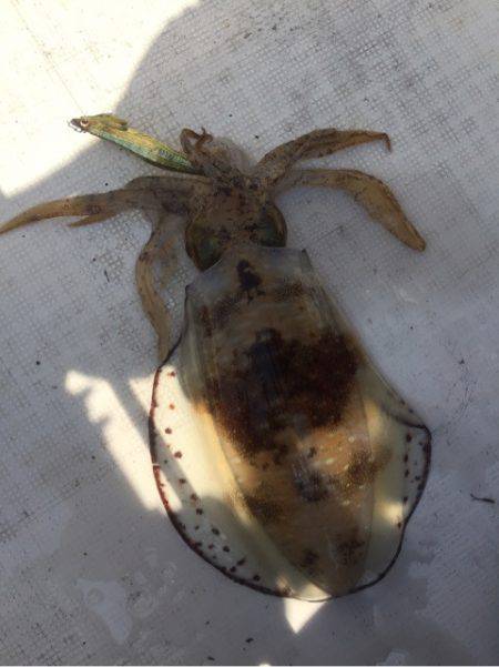 「LaGooN」蒼陽丸 日和号 釣果