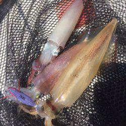 「LaGooN」蒼陽丸 日和号 釣果