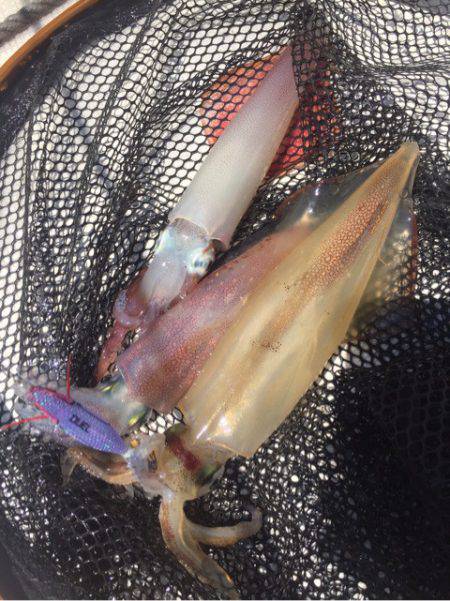 「LaGooN」蒼陽丸 日和号 釣果