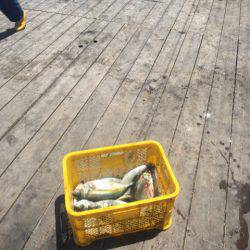 釣り堀水宝 釣果