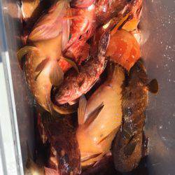 「LaGooN」蒼陽丸 日和号 釣果