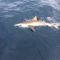海楽隊 華栞丸 釣果