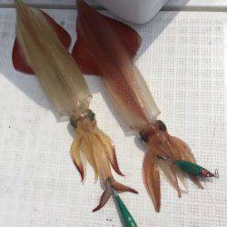 「LaGooN」蒼陽丸 日和号 釣果