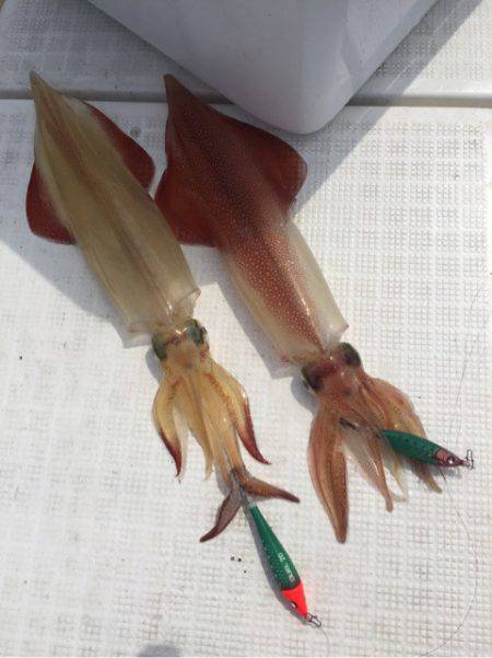 「LaGooN」蒼陽丸 日和号 釣果