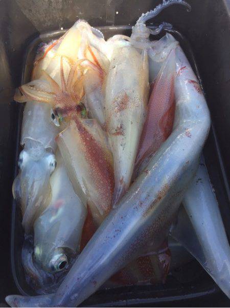 「LaGooN」蒼陽丸 日和号 釣果