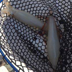 「LaGooN」蒼陽丸 日和号 釣果