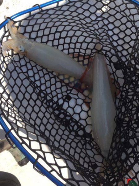 「LaGooN」蒼陽丸 日和号 釣果