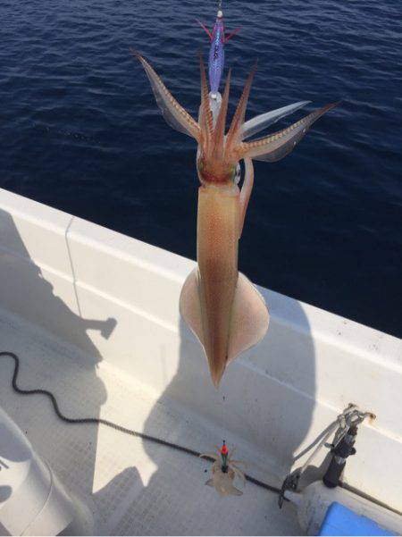 「LaGooN」蒼陽丸 日和号 釣果