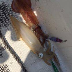 「LaGooN」蒼陽丸 日和号 釣果