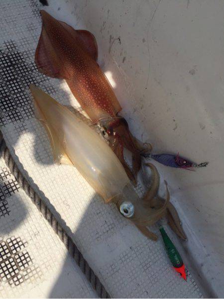 「LaGooN」蒼陽丸 日和号 釣果