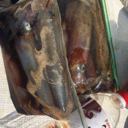 「LaGooN」蒼陽丸 日和号 釣果