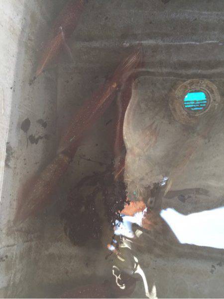 「LaGooN」蒼陽丸 日和号 釣果