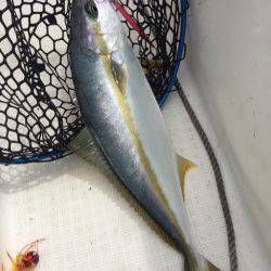 「LaGooN」蒼陽丸 日和号 釣果