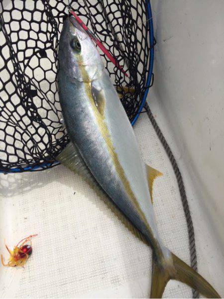 「LaGooN」蒼陽丸 日和号 釣果