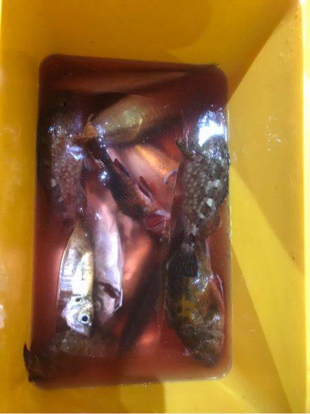 ヤザワ渡船 釣果