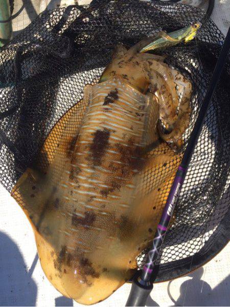 「LaGooN」蒼陽丸 日和号　 釣果