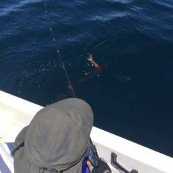 「LaGooN」蒼陽丸 日和号 釣果