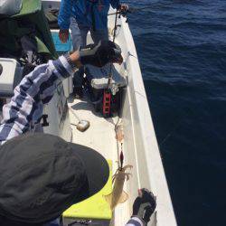 「LaGooN」蒼陽丸 日和号 釣果