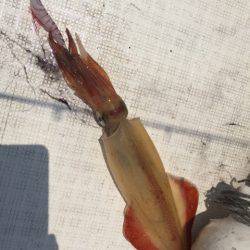 「LaGooN」蒼陽丸 日和号　 釣果