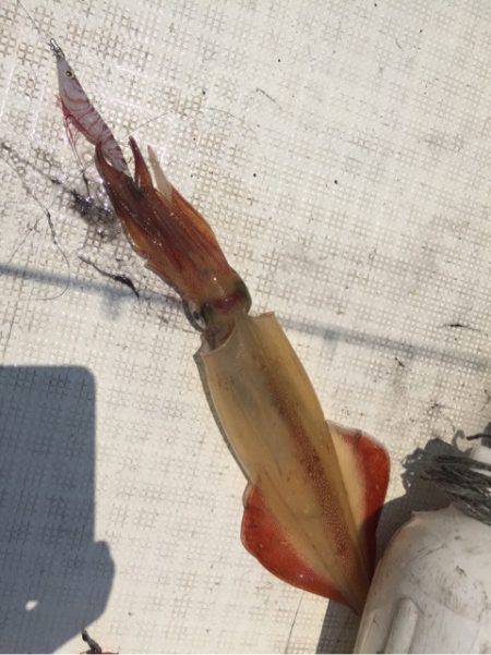 「LaGooN」蒼陽丸 日和号　 釣果