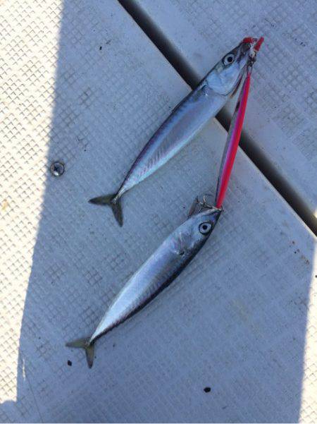 「LaGooN」蒼陽丸 日和号　 釣果