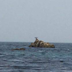 「LaGooN」蒼陽丸 日和号　 釣果
