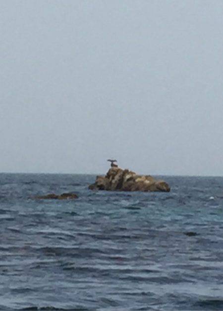 「LaGooN」蒼陽丸 日和号　 釣果