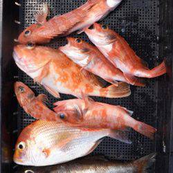 渡船屋たにぐち 釣果